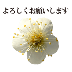 梅の花 白 4 敬語 Line スタンプ Line Store