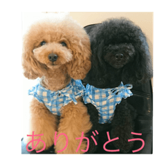 star_20190310133519