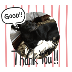 日常實用貼圖：點點小黑篇