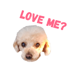 poodle dog_20190313155117 – LINE stickers | LINE STORE