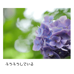 flower photo1