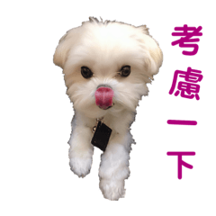阿肥小肥2