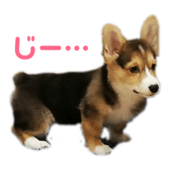 unapomm