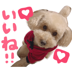 miyuki_20190310192853