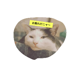 catlifeinJapan