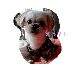 ペキプーのあごたん Line スタンプ Line Store ペキプーのあごたん Line スタンプ Line Store