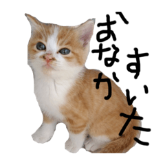 Cat88