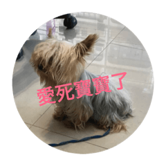 Hello 波波