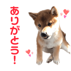 SHIBAINU_RAKU
