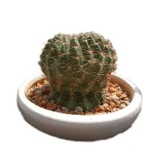punpun's cactus