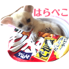 fennec vanilla