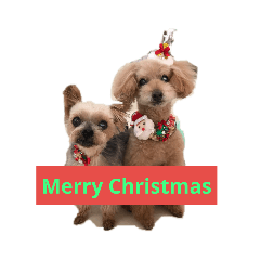 Toy Poodle&Yorkshire Terrier