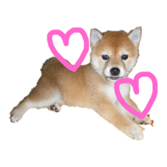 shibainu KICK and SORA