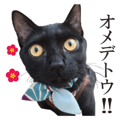 Black cat Mikoto sticker