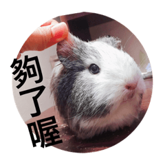 自己飼料自己賺-別惹我篇