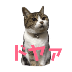 miichan and niko 2