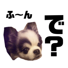 Chihuahua@Chichi_Coco