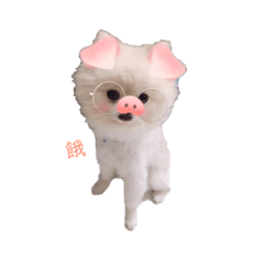 博美Lucky