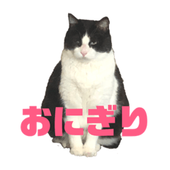 hachiware cat -hachi-