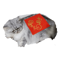 澎澎