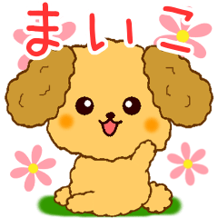 Only for Toy Poodle everyday Maiko