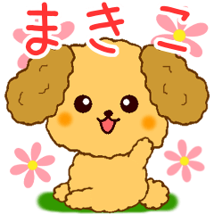 Only for Toy Poodle everyday Makiko
