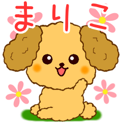 Only for Toy Poodle everyday Mariko