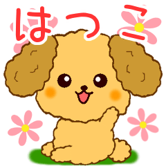 Only for Toy Poodle everyday Hatuko