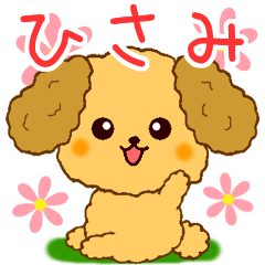 Only for Toy Poodle everyday Hisami