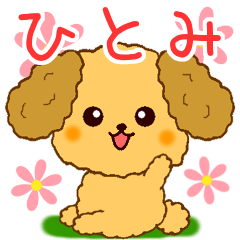 Only for Toy Poodle everyday Hitomi