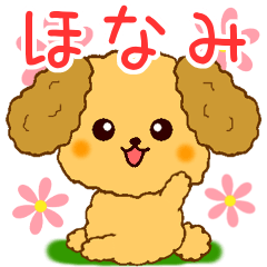 Only for Toy Poodle everyday Honami