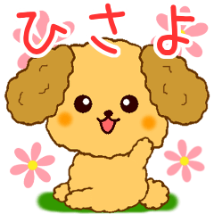 Only for Toy Poodle everyday Hisayo