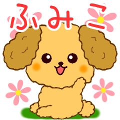Only for Toy Poodle everyday Humiko