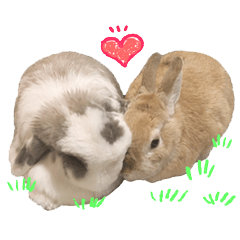 Cute bunnies Haru and Mei