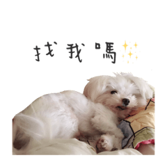 小白瑪瑪