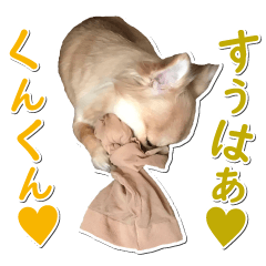 dog monaka dog