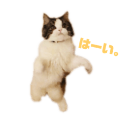 MIMI_CAT3