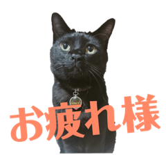 akaneko_20190315011211