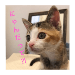 kinako_20190315053114