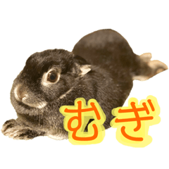 Mugi the rabbit 2