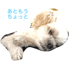 Dash ta kun