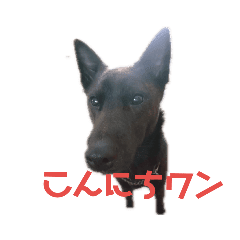 日常を楽しくする甲斐犬のスタンプ Line スタンプ Line Store