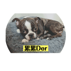 我是波士頓梗 波士頓阿呆