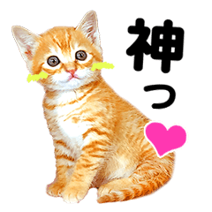 Photo stamp of compliments and cute cats