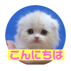 漱石&ジャンの猫スタンプです！