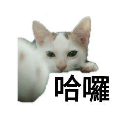 貓屁孩們