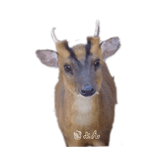 kyon by kyoko