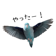 Flying Pacific Parrotlet 2