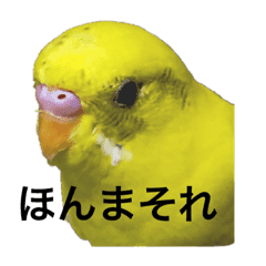 ひよこの画像スタンプ Line スタンプ Line Store