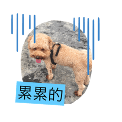 Q比狗的日常